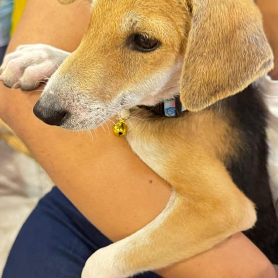 adoption 1