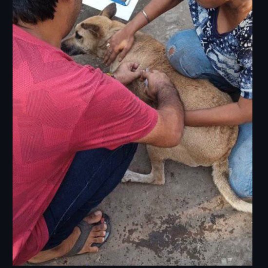 pawsome howrah vaccine